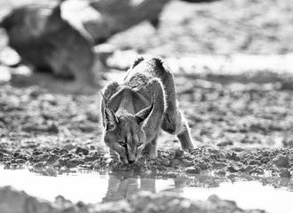 Caracal