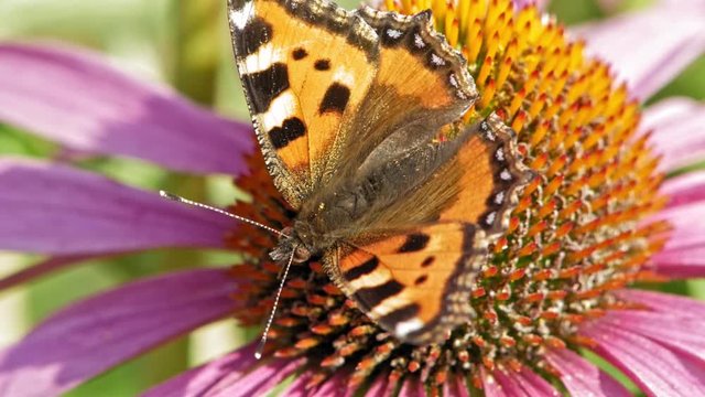 Extreme close up macro shot of orange Small tortoiseshell butterfly sitting on purple cone flower and pollinating it.