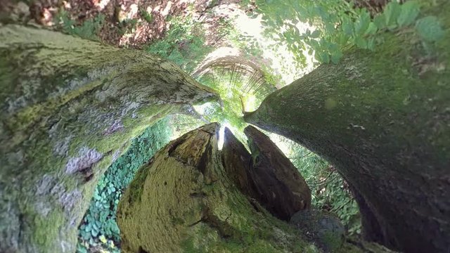 Grosser alter Buchenbaum, Little planet effekt, VR, VR360, 360VR