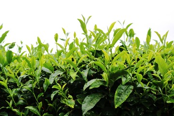 お茶の葉　緑　夏　茨城