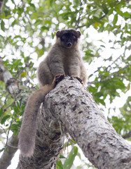 Wet common Brown Lemur (Eulemur fulvus fulvus)