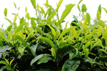 お茶の葉　緑　夏　茨城