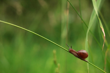 macro photo of snail on the grass
