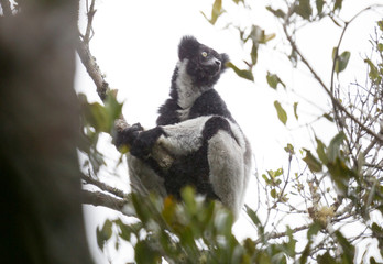 Indri, the biggest lemur of the world
