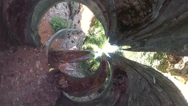 Alte Baumruine, Vermoderter Eichenbaum, Totholz, Little planet effekt, VR, VR360, 360VR