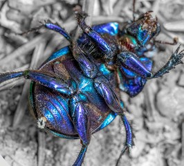 dung beetle closeup