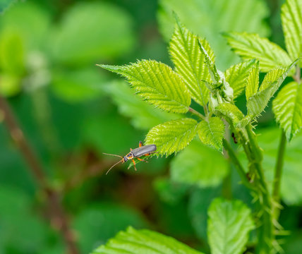 soldier beetle in leavy ambiance