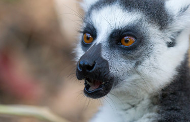 Famous Madagascar Maki lemur, Ring tailed lemur, eating