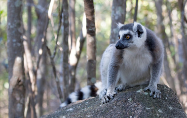 Famous Madagascar Maki lemur, Ring tailed lemur.