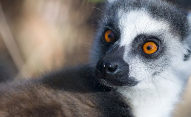 Famous Madagascar Maki lemur, Ring tailed lemur.