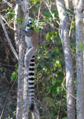Famous Madagascar Maki lemur, Ring tailed lemur, eating