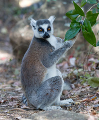 Famous Madagascar Maki lemur, Ring tailed lemur, eating
