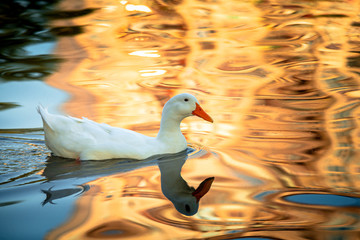Rare white duck mutant on golden reflection water lake nature birds wild life