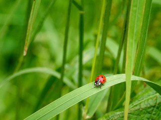 red lady bug