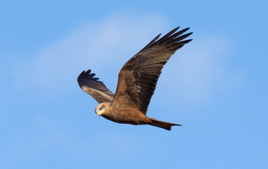 Yellow Billed Kite