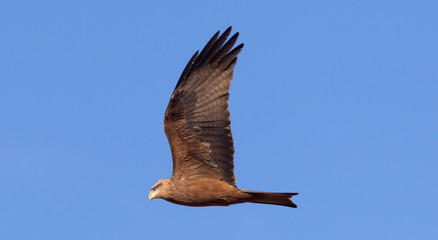 Yellow Billed Kite