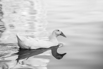 Rare white duck mutant on golden reflection water lake nature birds wild life