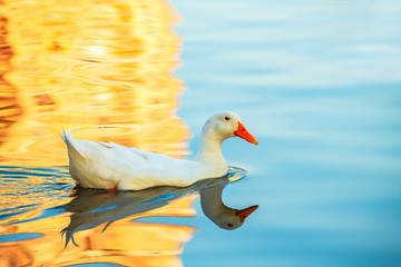 Rare white duck mutant on golden reflection water lake nature birds wild life