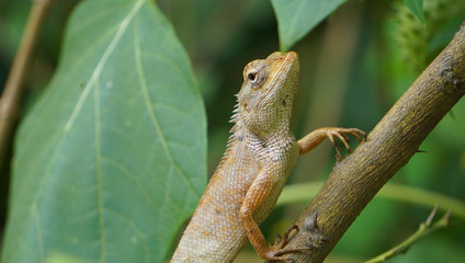 Thai lizard on tree