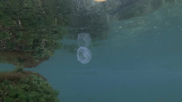 Jellyfish swims underw surface of water, seabed reflected from surface on background. Moon jelly, Common jellyfish or Moon jellyfish (Aurelia aurita) 