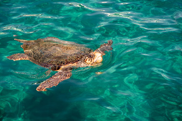 sea, turtle, water, ocean, underwater, animal, blue, fish, swimming, nature, diving, marine, reptile, swim, coral, scuba, wildlife, tropical, green, pool, sea turtle, mammal