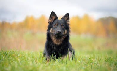 Dog breed Hod dog, Bohemian shepherd, autumn lies in the grass behind the trees and colors of autumn