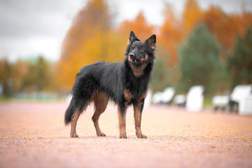 Dog breed Chodsko dog, Bohemian shepherd, standing on a footpath in autumn background autumn the bright colors and the trees