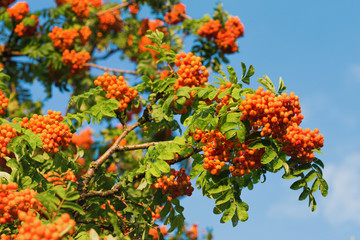 mountain ash at sunset - wallpaper
