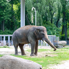 Fototapeta na wymiar Young Asian elephant walks in a zoo. Large mammal animal in the national park.