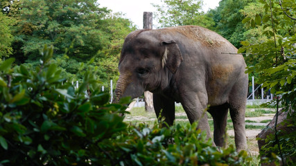 Fototapeta premium Young Asian elephant walks in a zoo. Large mammal animal in the national park. Elephant peeping out of the bushes