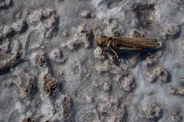 Obraz premium Salzkristalle an einem Salzsee (Salar), Details