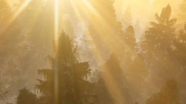 Flight over pine forest covered with fog against beautiful sunset