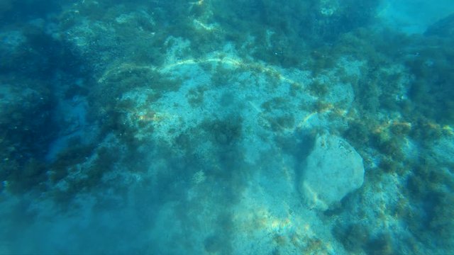 4k underwater diving view of rocky algae covered sea floor