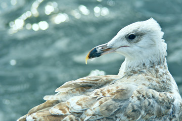 seagull with ruffled feathers on a background of water, close-up, blurred background