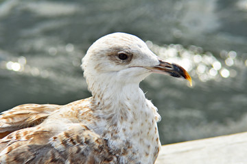 seagull with ruffled feathers on a background of water, close-up, blurred background