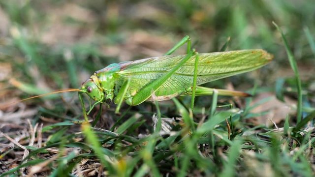 Big green locust female lays eggs