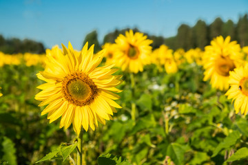 Field of blooming sunflowers on a background of blue sky