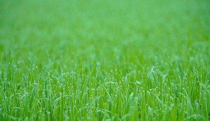 drops of dew on a green grass, Fresh green grass with dew drops closeup, Green rice field at the morning in the farm of famer, Nature Background