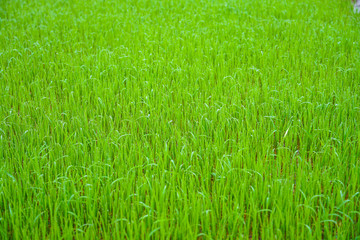 Green rice field at the morning in the farm of famer
