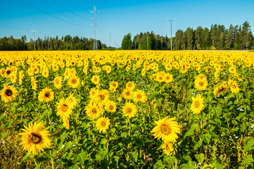 Field of blooming sunflowers on a background of blue sky