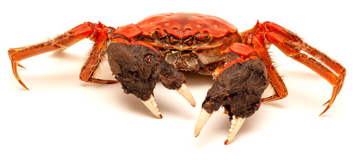 Cooked Chinese hairy crab isolated on white