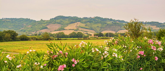 Tuscan landscape with hills and flowers