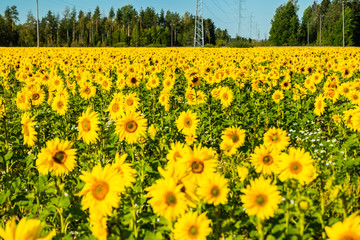 Field of blooming sunflowers on a background of blue sky