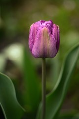 Naklejka premium Pink tulip on green background with visible depth of field. Soft focus, bokeh