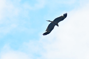 predatory bird soaring in the blue sky