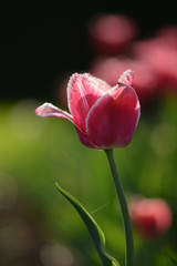 Pink tulip in a field with backlighting and visible depth of field. Soft focus, bokeh and sunlight