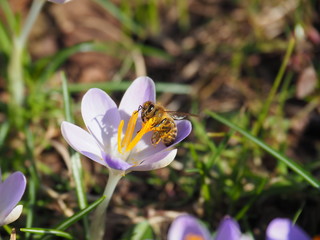 Honey bee on purple or violet and white crocus flowers in spring