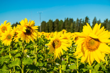 Field of blooming sunflowers on a background of blue sky