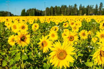 Field of blooming sunflowers on a background of blue sky