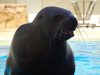 Naklejka premium トドの顔のアップ 写真